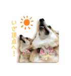 くるゆず コーギースタンプ（個別スタンプ：5）