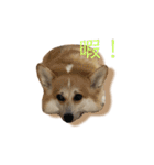 くるゆず コーギースタンプ（個別スタンプ：15）