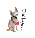 まるちゃんのふじすけ語スタンプ（個別スタンプ：1）