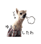 まるちゃんのふじすけ語スタンプ（個別スタンプ：3）