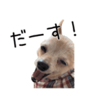 まるちゃんのふじすけ語スタンプ（個別スタンプ：5）