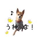 まるちゃんのふじすけ語スタンプ（個別スタンプ：7）