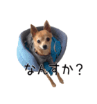まるちゃんのふじすけ語スタンプ（個別スタンプ：11）