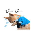 まるちゃんのふじすけ語スタンプ（個別スタンプ：12）