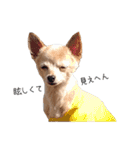 まるちゃんのふじすけ語スタンプ（個別スタンプ：20）