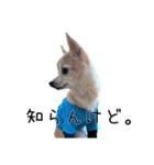 まるちゃんのふじすけ語スタンプ（個別スタンプ：21）