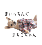 まるちゃんのふじすけ語スタンプ（個別スタンプ：22）