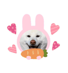 柴犬BAY4（個別スタンプ：1）