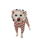 柴犬BAY4（個別スタンプ：2）