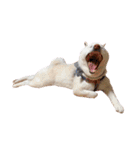 柴犬BAY4（個別スタンプ：4）