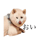 柴犬BAY4（個別スタンプ：5）