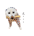 柴犬BAY4（個別スタンプ：7）