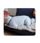 柴犬BAY4（個別スタンプ：8）