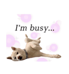 柴犬BAY4（個別スタンプ：9）