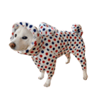 柴犬BAY4（個別スタンプ：10）