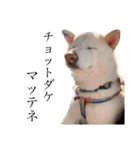 柴犬BAY4（個別スタンプ：11）