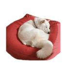 柴犬BAY4（個別スタンプ：12）