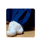 柴犬BAY4（個別スタンプ：14）