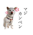 柴犬BAY4（個別スタンプ：16）