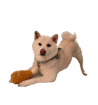 柴犬BAY4（個別スタンプ：17）