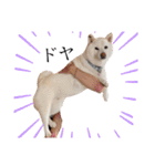 柴犬BAY4（個別スタンプ：18）