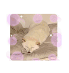 柴犬BAY4（個別スタンプ：21）