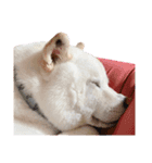 柴犬BAY4（個別スタンプ：23）