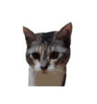 組み合わせ自由＊ねこスタンプ ①（個別スタンプ：29）