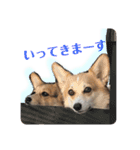 くるゆず コーギースタンプ2（個別スタンプ：3）