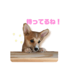 くるゆず コーギースタンプ2（個別スタンプ：5）