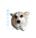 くるゆず コーギースタンプ2（個別スタンプ：10）