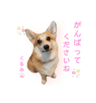 くるゆず コーギースタンプ2（個別スタンプ：15）