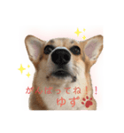 くるゆず コーギースタンプ2（個別スタンプ：16）