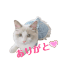 #シエルかわいいスタンプ（個別スタンプ：1）