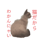 #シエルかわいいスタンプ（個別スタンプ：10）