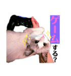 #シエルかわいいスタンプ（個別スタンプ：14）