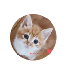 癒しのミーちゃん（個別スタンプ：1）