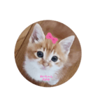 癒しのミーちゃん（個別スタンプ：3）