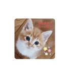 癒しのミーちゃん（個別スタンプ：4）