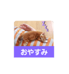 癒しのミーちゃん（個別スタンプ：6）