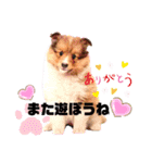 パピシェル⑧王子kun【気持ち編】vol.2（個別スタンプ：12）