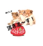 パピシェル⑧王子kun【気持ち編】vol.2（個別スタンプ：15）