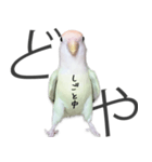 どや顔インコの伝言みて（個別スタンプ：10）
