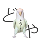 どや顔インコの伝言みて（個別スタンプ：15）