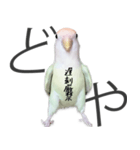 どや顔インコの伝言みて（個別スタンプ：17）