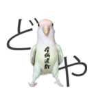 どや顔インコの伝言みて（個別スタンプ：20）
