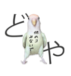どや顔インコの伝言みて（個別スタンプ：23）