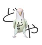 どや顔インコの伝言みて（個別スタンプ：26）