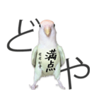 どや顔インコの伝言みて（個別スタンプ：27）