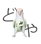 どや顔インコの伝言みて（個別スタンプ：29）